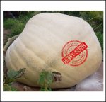697.5 Strauss 2024 (316,3kg) 697.5 Strauss 2024 (316,3kg)