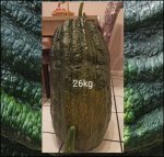 57.32 Grendel 2021 (26kg) 2 Kerne 57.32 Grendel 2021 (26kg) 2 Kerne